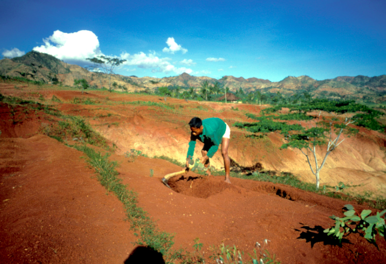 Tree planting in Indonesia
