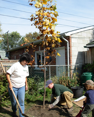 Tulip tree planted in the fall