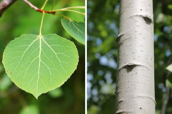 Trembling aspen bark and leaves