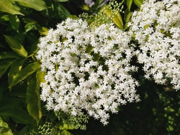 elderberry flower