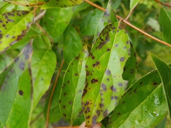 Top Five Common Tree Diseases and How to Treat Them | LEAF | Local  Enhancement & Appreciation of Forests