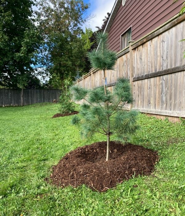 Newly planted cedar tree