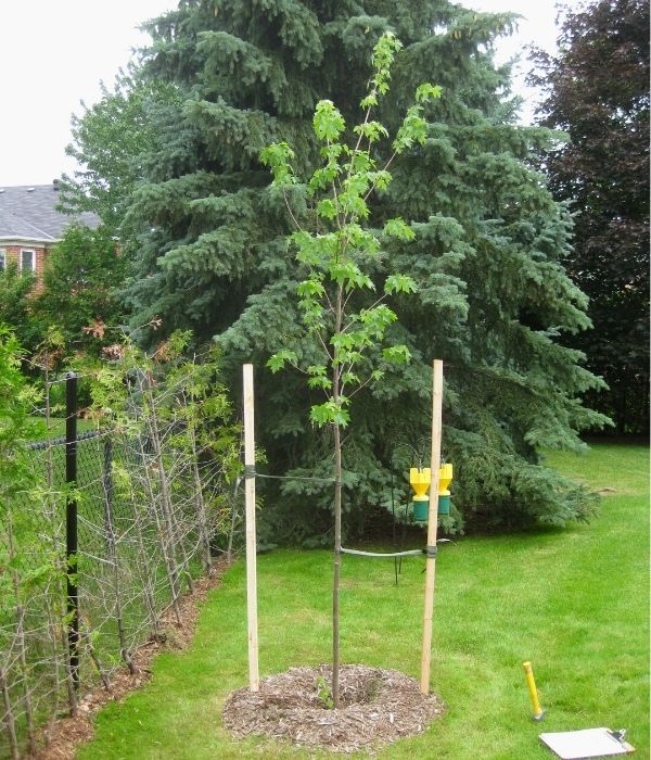 Tree staked due to wind