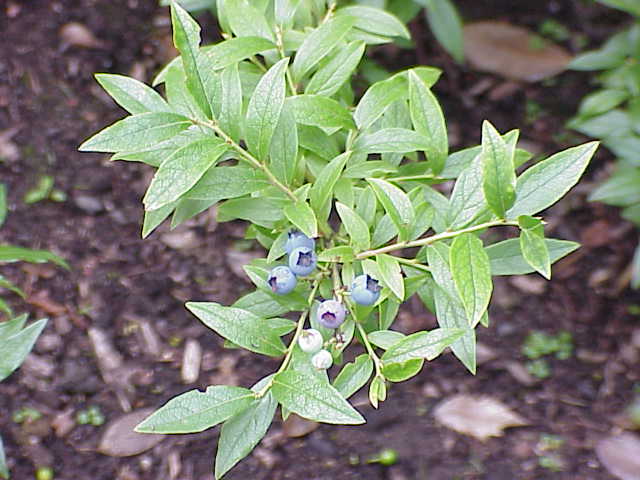 lowbush blueberry