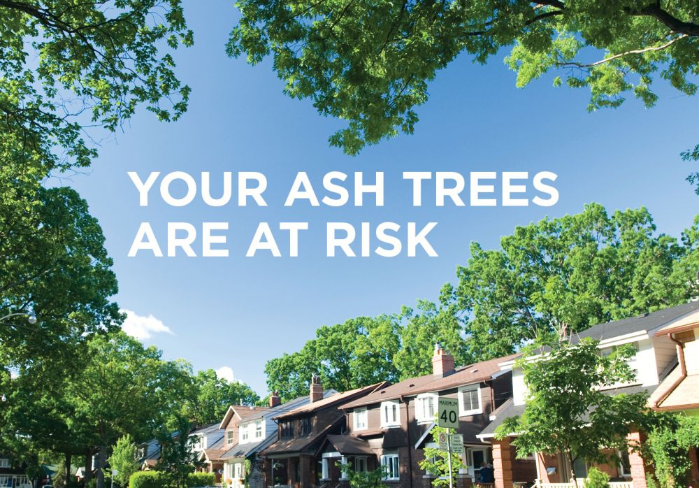 EAB Ambassador Program