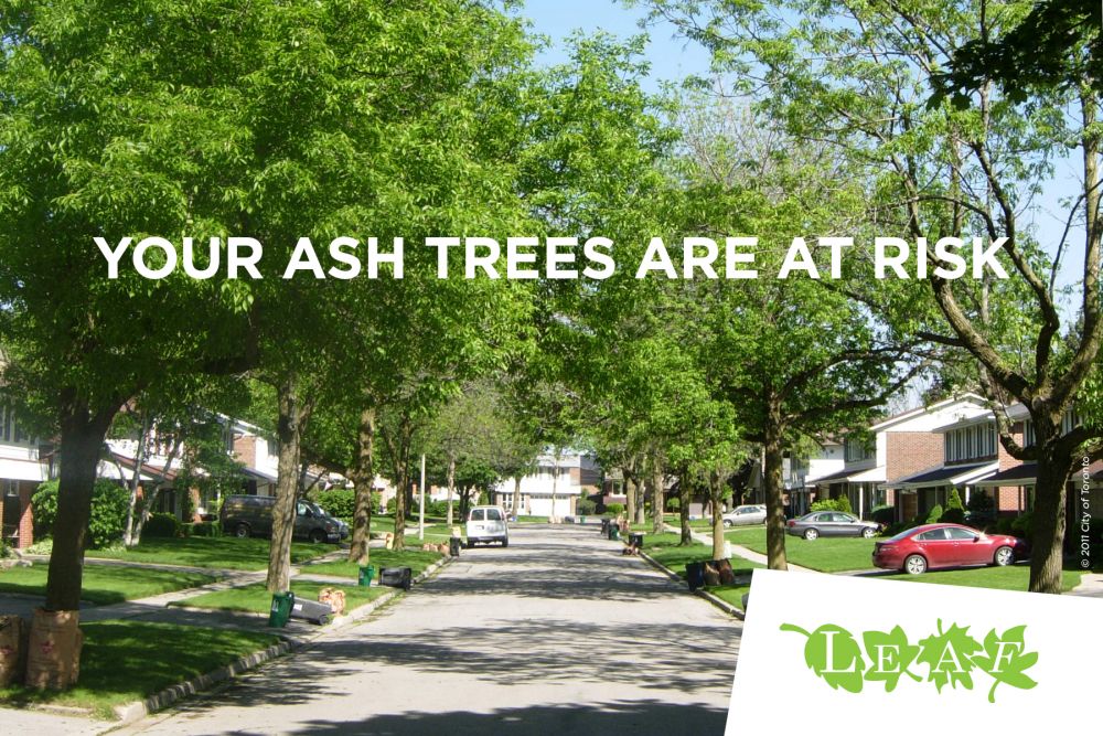 LEAF EAB Ambassador Program