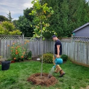 man watering a newly planted tree