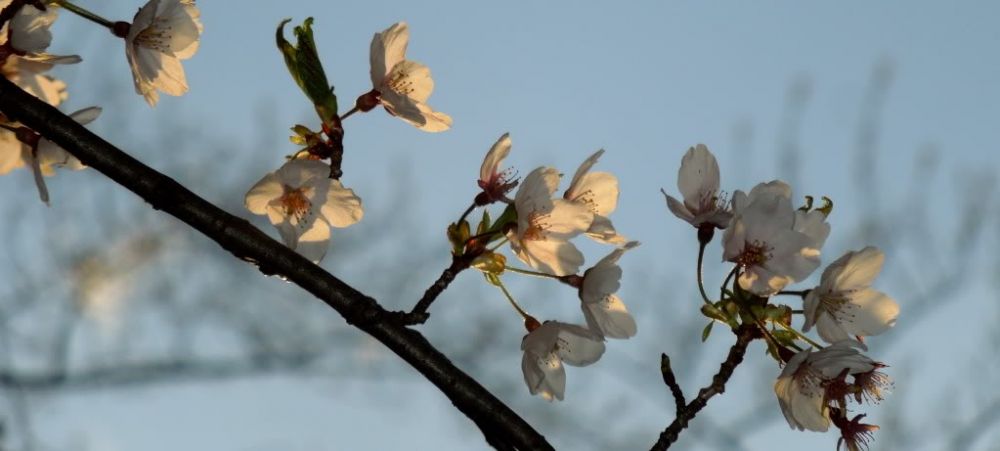 Cherry Blossoms