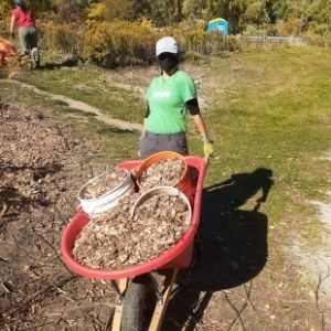 Woman pushing a wheelbarrow full of mulch