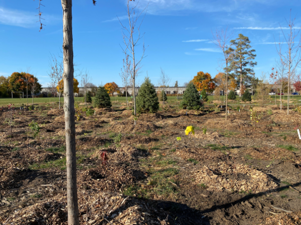 450 native trees and shrubs were added to naturalize a mowed portion of D'hillier park.