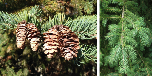Left: White spruce cones, an important winter food source for birds, Right: White spruce branches create warm, safe habitat for birds to rest during winter