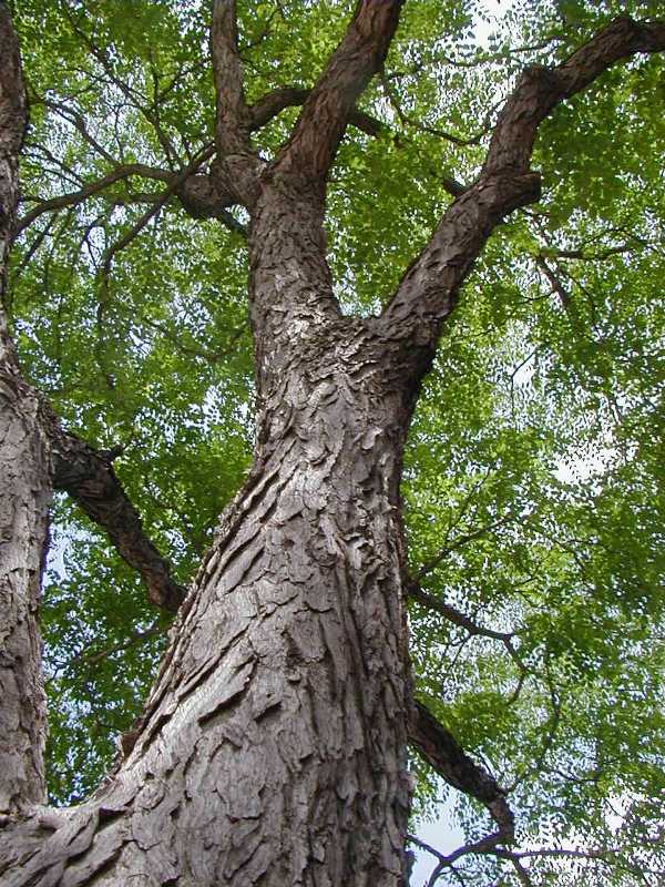 Kentucky coffee tree