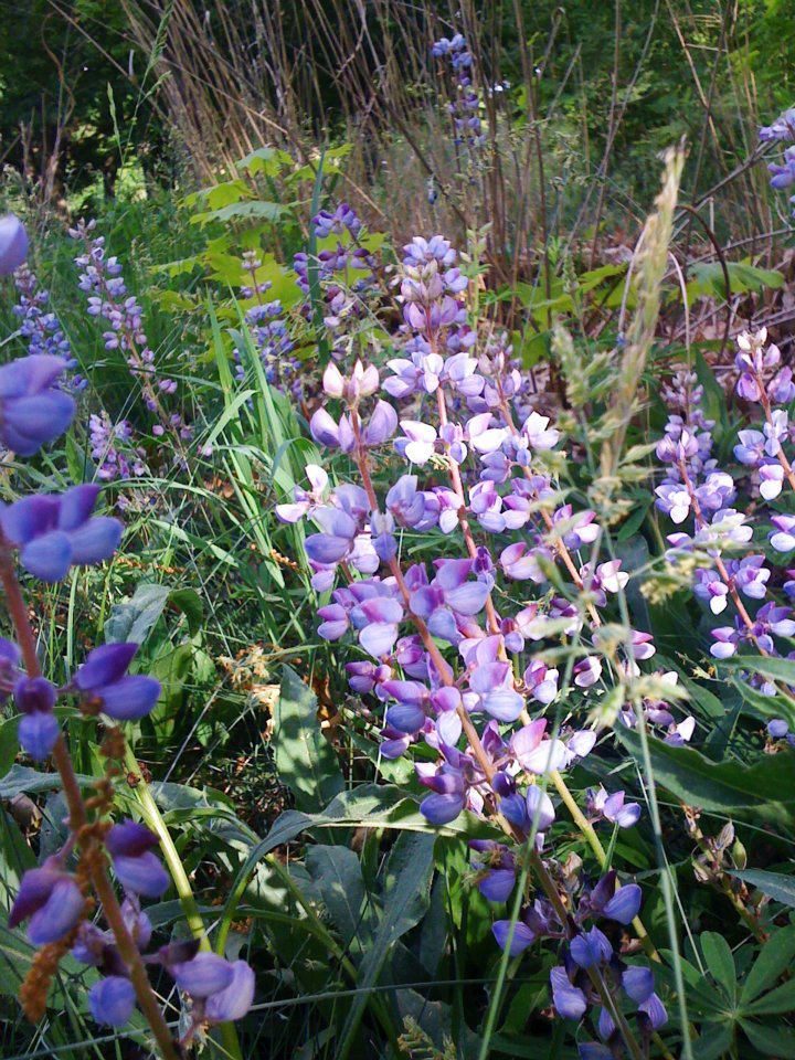 Wild Blue Lupine
