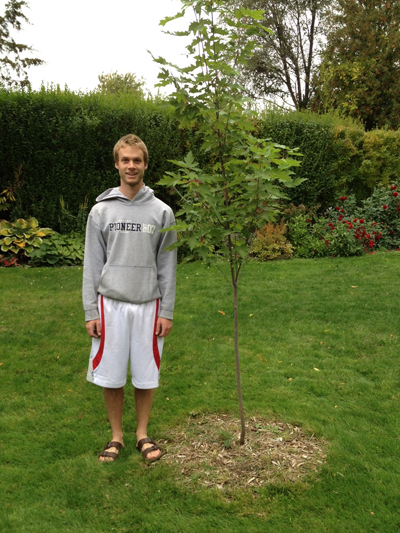 Silver Maple - couple of slims