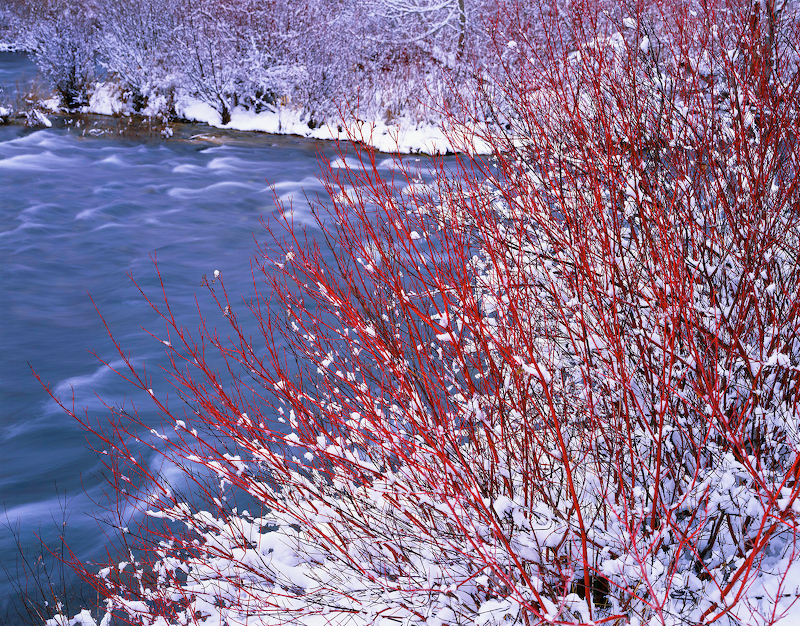 2011 archangeltrees / flickr commons