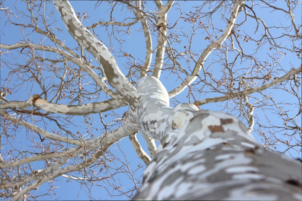 2010 Jason Langenback / flickr commons