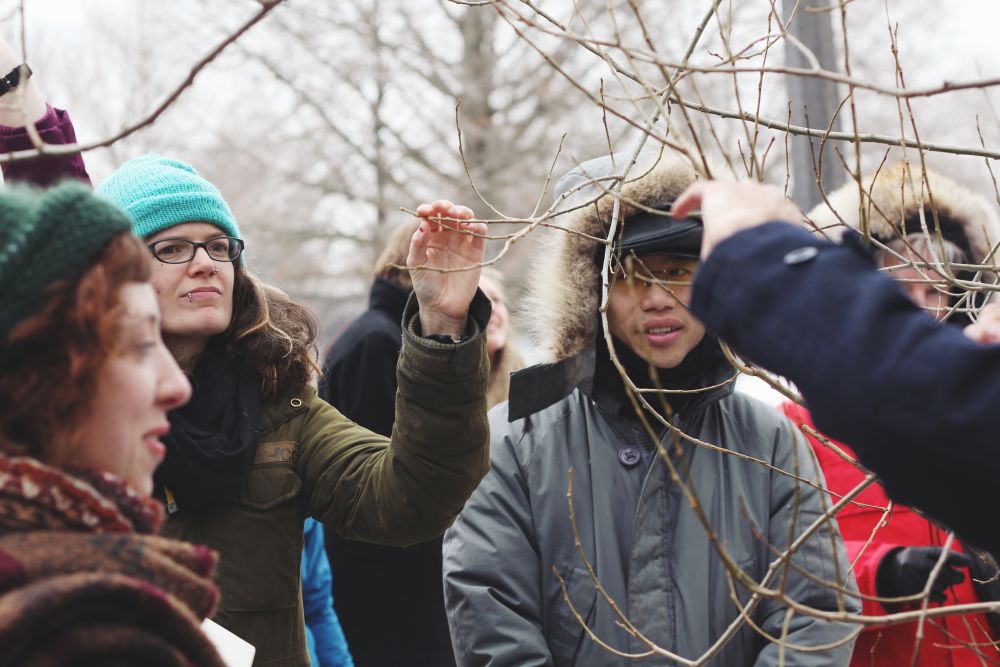 Trinity Bellwoods Tree ID Tour