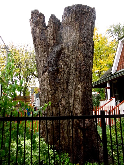 Maple Leaf Forever Tree