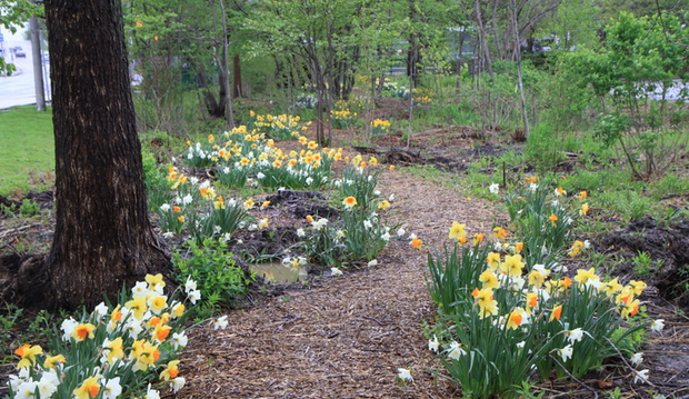 Woodland Walk 