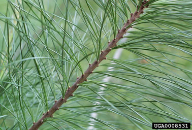 White Pine